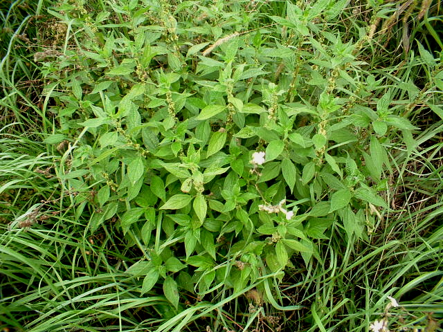 Parietaria officinalis / Vetriola comune